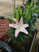 [4234 Sunny Cypres No01.JPG]